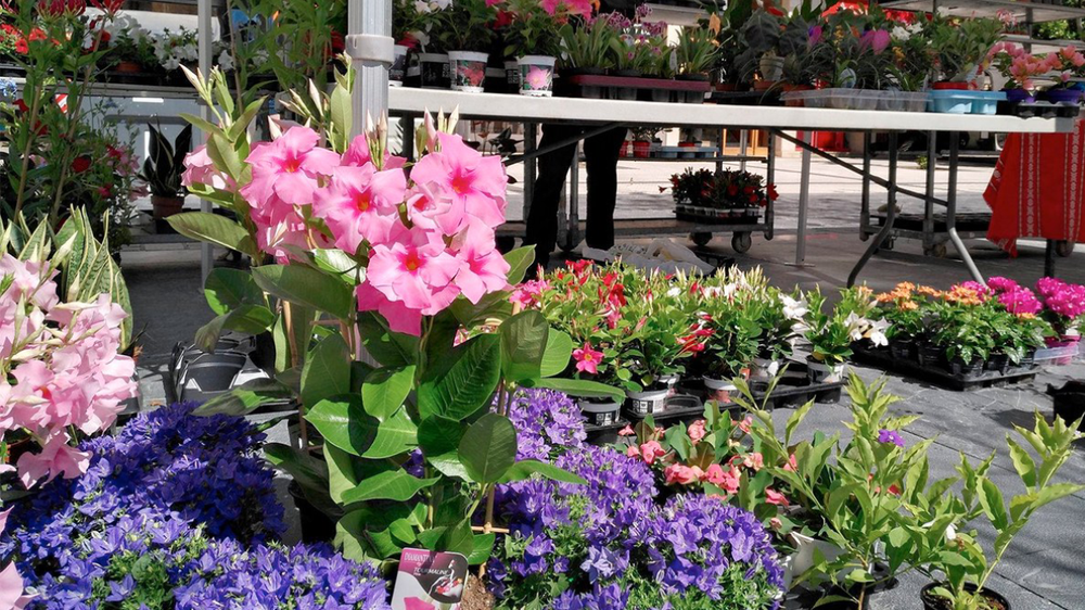 Loreen, Landareen eta Zuhaitzen XVI. Azoka egingo da martxoaren 21ean Errebalen