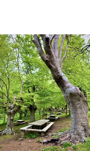 "Mahai guztiak libre, freskotasunean" (Ramon Beitia)