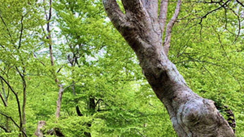 "Mahai guztiak libre, freskotasunean" (Ramon Beitia)