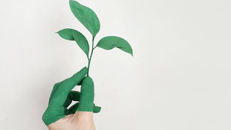 Mankomunitatea kezkatuta dago gaikako bilketako azken datuekin