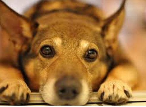 "Marcan Huella" jaialdia gaur Coliseo Antzokian: musika, emanaldiak, zozketak...