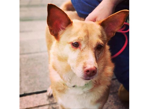 Marcan Huella: “Txakurren adopzioak etetea erabaki dugu iruzurrak ekiditeko”