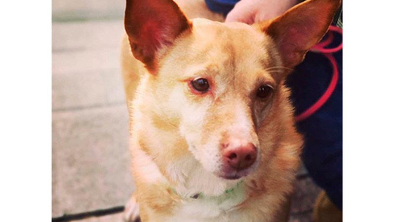 Marcan Huella: “Txakurren adopzioak etetea erabaki dugu iruzurrak ekiditeko”