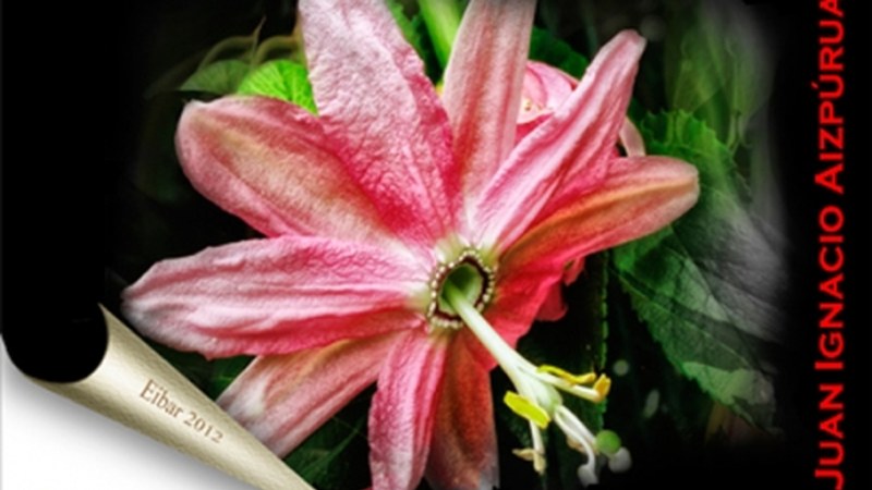 Martxorako argazki erakusketak tabernetan