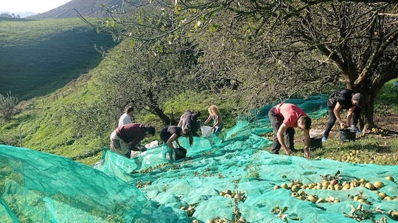Mendigoitxin sagardoa egiten (Itzamna akademia)