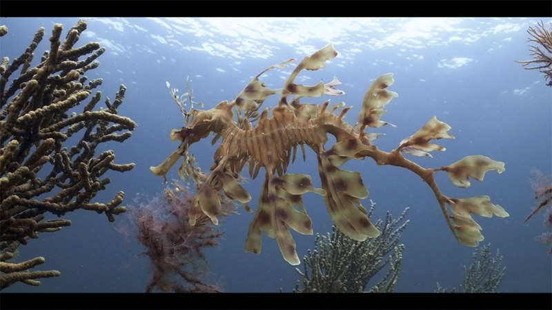 Nazioarteko Itsaspeko Zinema Zikloaren emanaldiak eskainiko dituzte gaur ere