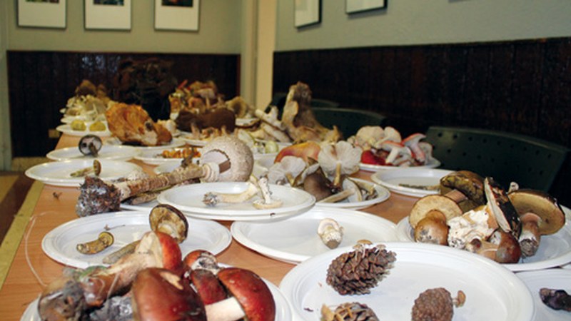 Onddoak ikusgai izango dira Errebal Plazan domeka eguerdian