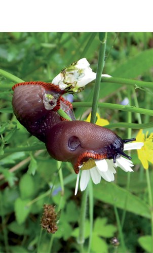 "Orekan dago artea"" (Periko Iriondo)