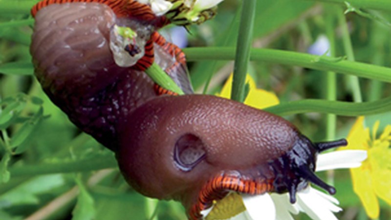 "Orekan dago artea"" (Periko Iriondo)