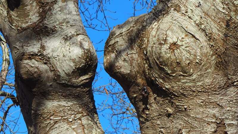 Ostegunera arte guardasola soinean eraman beharko dugu