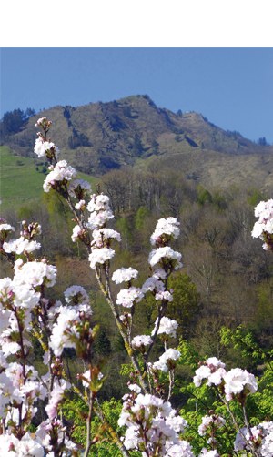 “Loreak mendian, Urkora begira” (Periko Iriondo)
