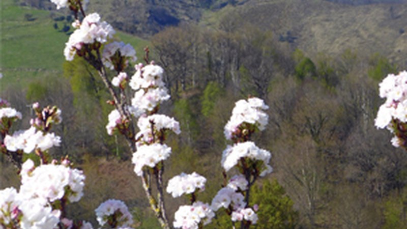 “Loreak mendian, Urkora begira” (Periko Iriondo)