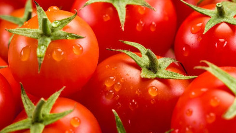 Tomate-dastaketa urriaren 19an