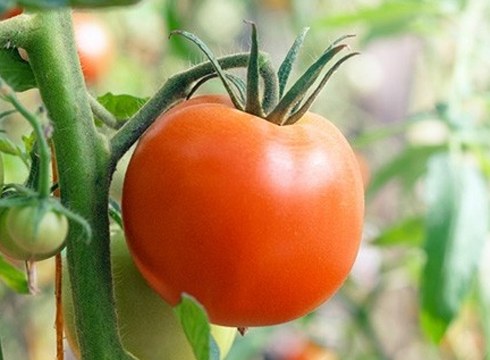 Tomate-dastaketan izena emateko azken egunak!!