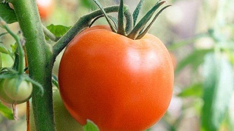 Tomate-dastaketan izena emateko azken egunak!!