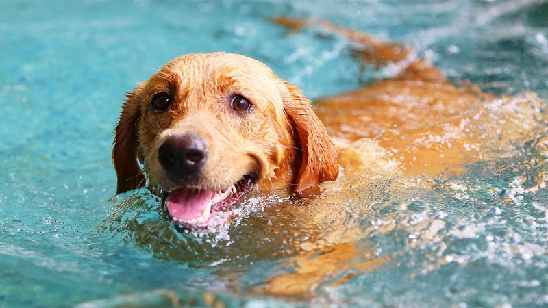 'Txakurrak Uretara' jaia antolatu dute urriaren 11n