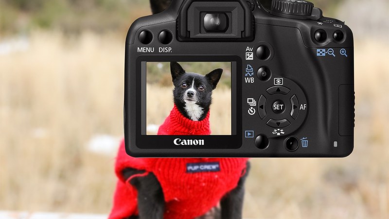 Txakurrei argazkiak egingo dizkiete Valentziako euriteengatik kaltetuak izan diren animalien aterpetxeei laguntzeko