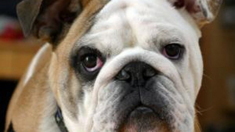 Txakurren aldeko jaialdia izango da ostiralean Ermuan Marcan Huella elkartearen eskutik