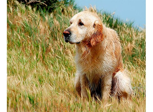 Txakurren gorotzak biltzeko poltsak eskuratu daitezke hainbat dendatan