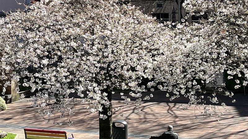 Udaberria hasi da eta gereziondo-loreek distira egiten dute