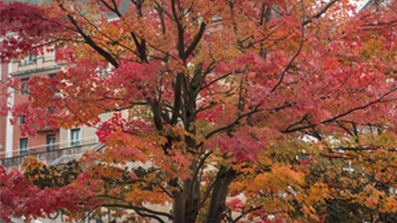 "Udazkena Untzaga plazan" (Pedro Arriola)