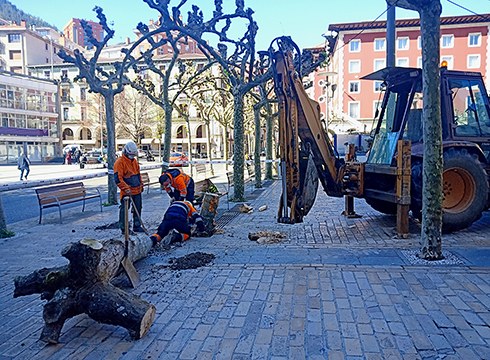Untzaga plazako zuhaitz zaharrenetako bat moztu dute