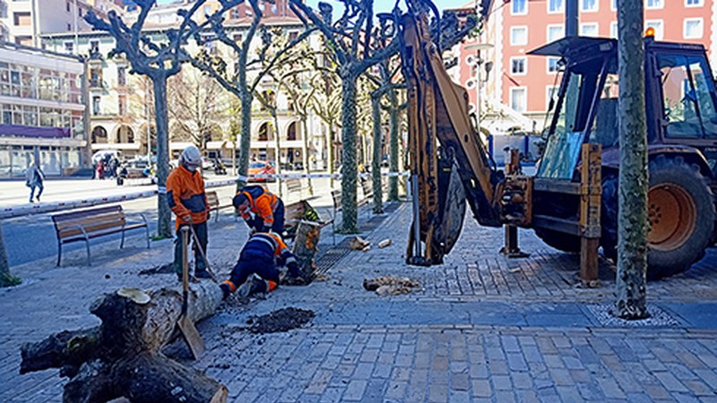 Untzaga plazako zuhaitz zaharrenetako bat moztu dute