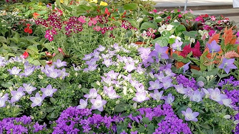 Urkizuko parkeak XI. Lore, Landare eta Zuhaitz Azoka hartuko du zapatu goizean