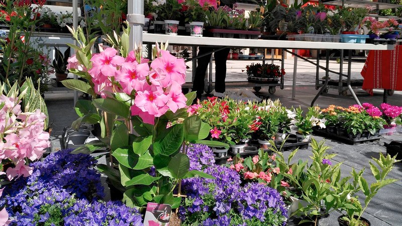 XIV. Lore, Landare eta Zuhaitzen Azoka egingo da zapatu goizean Urkizun