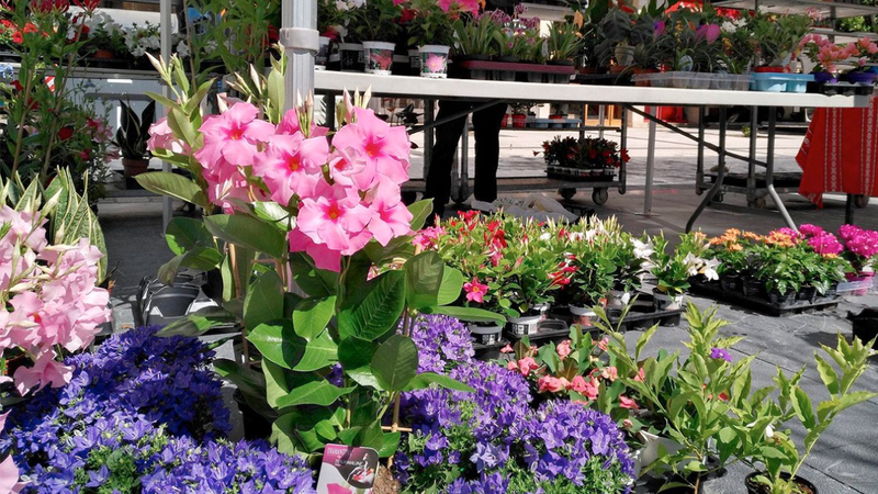 XVI. Lore, Landare eta Zuhaitz Azoka egingo da martxoaren 21ean