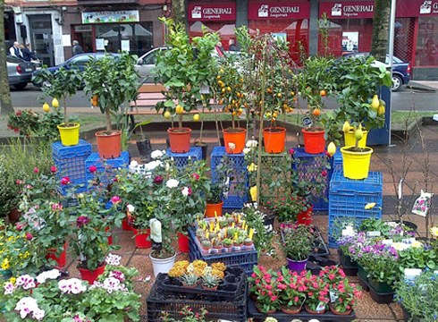 Zapatuan VI. Lore, landare eta zuhaitz azoka izango da Urkizun