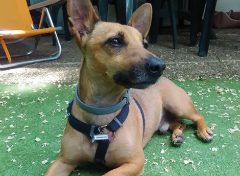 Zelan jokatu kalean bakarrik dauden txakurrekin ("Marcan Huella")