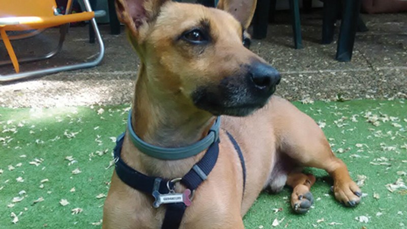 Zelan jokatu kalean bakarrik dauden txakurrekin ("Marcan Huella")