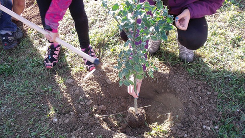 Zuhaitz Eguna ospatuko da domekan Usartzan lau motatako 40 zuhaitz landatuta: lizarra, haritza, gorostia eta urkia