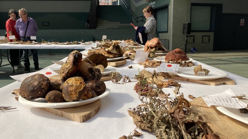 Jardunaldi Mikologikoen 25. edizioa egingo da urriaren 4an eta 5ean